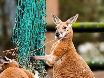 Rode reuzenkangoeroe - De Zonnegloed - Dierenpark - Dieren opvangcentrum - Sanctuary
